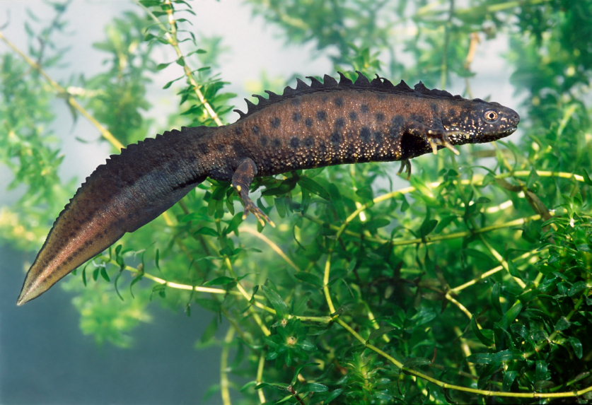 All About the Great Crested Newt | Greenlight Environmental
