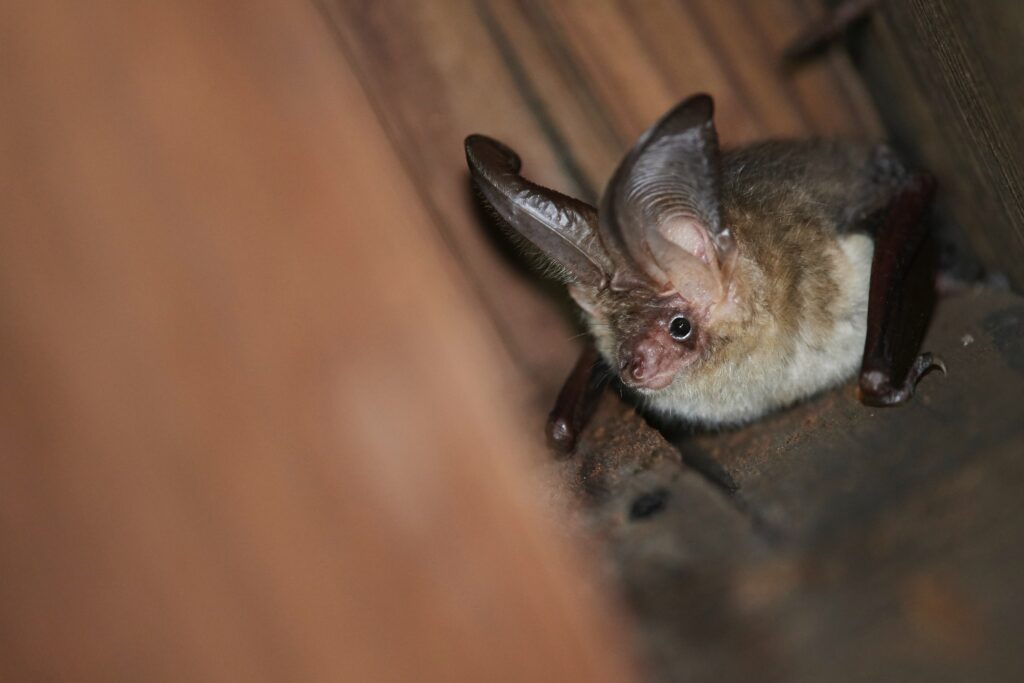 A Profile on Brown Long-Eared Bats