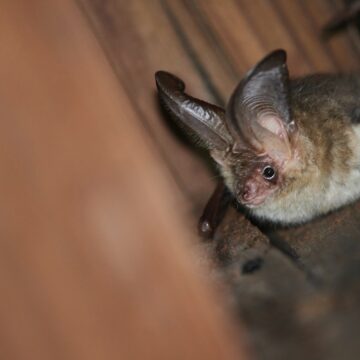 A Profile on Brown Long-Eared Bats