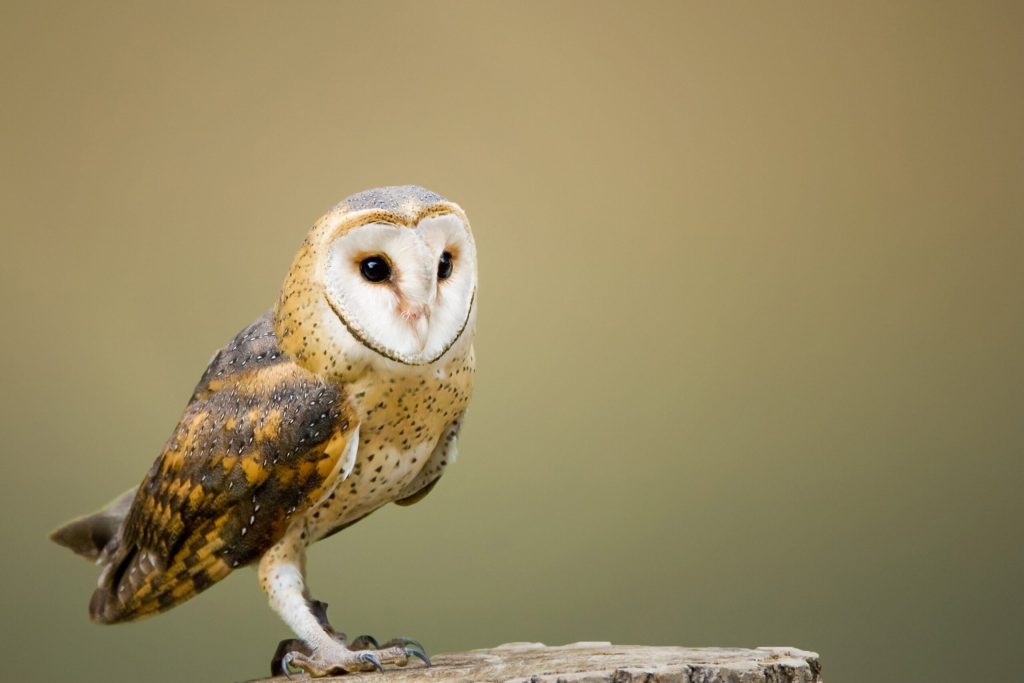 What Is a Wintering Bird Survey and When Do You Need One?