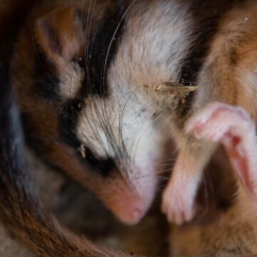 What is a Dormouse Survey & When Are They Needed?