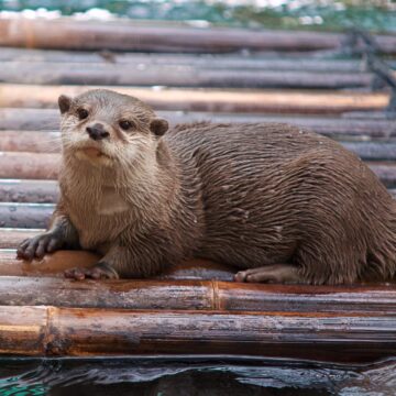 Otter Surveys | Protected Species Ecology Surveys 