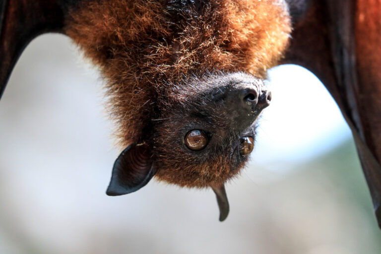 Bat Surveys Protected Species Greenlight Environmental