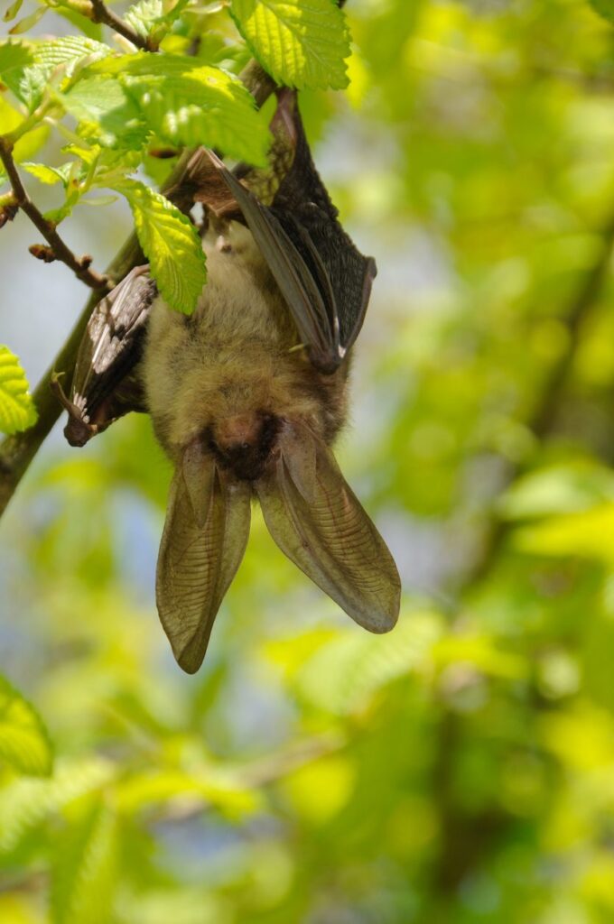 How Long Is an Ecological Survey Valid For?