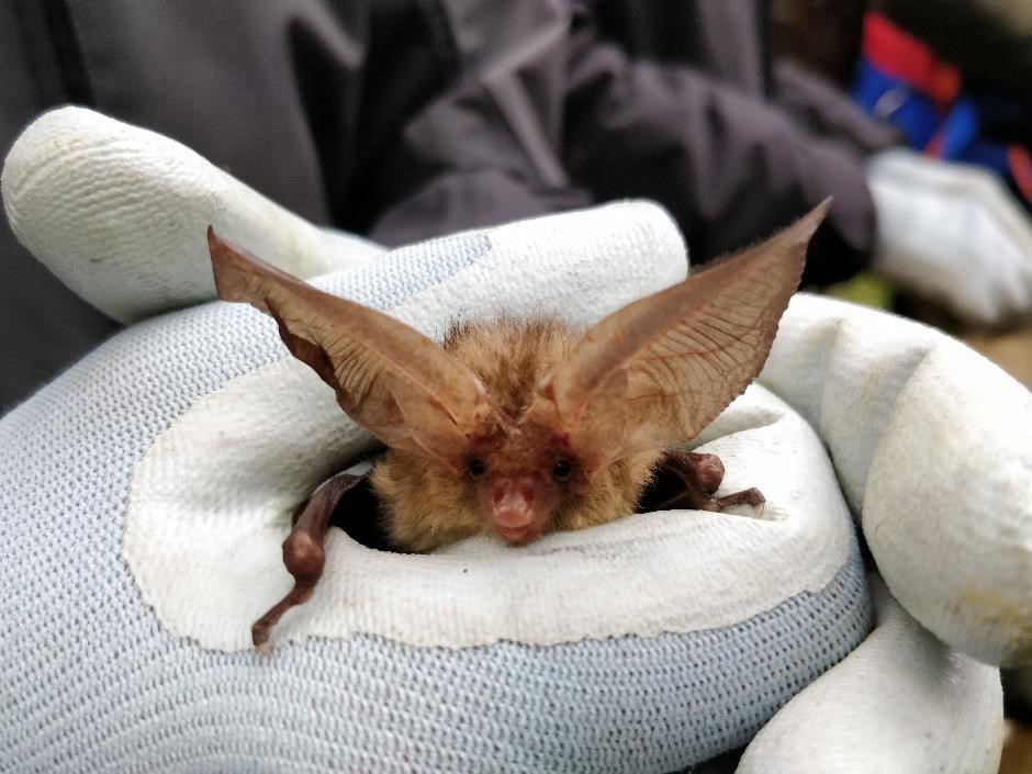 Why Are Bats a Protected Species?