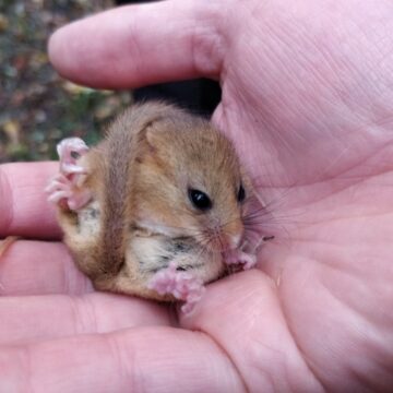 Why are Dormice Endangered?