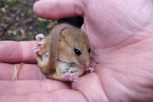 Why are Dormice Endangered?