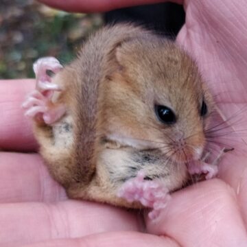 Everything You Need To Know About the Hazel Dormouse