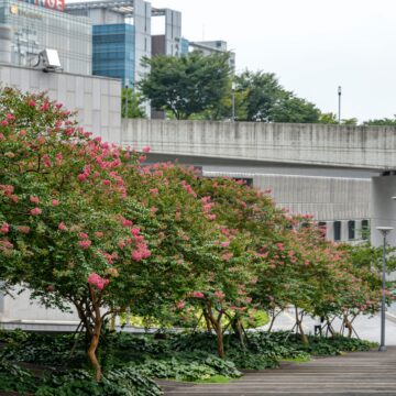 Environment Act 2021: What Does Measurable Biodiversity Net Gain Mean?