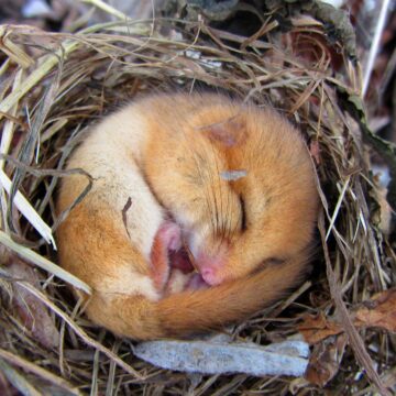 Do I Need an Ecology Survey?