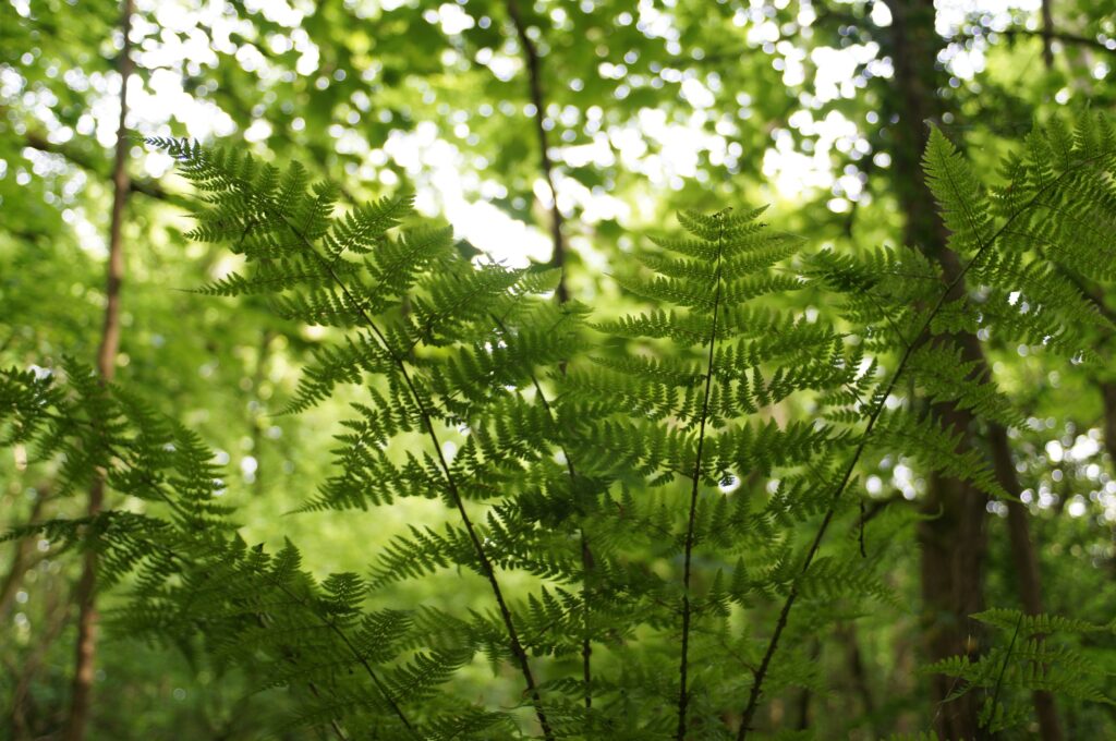 The Importance of Biodiversity Monitoring in Rural Areas