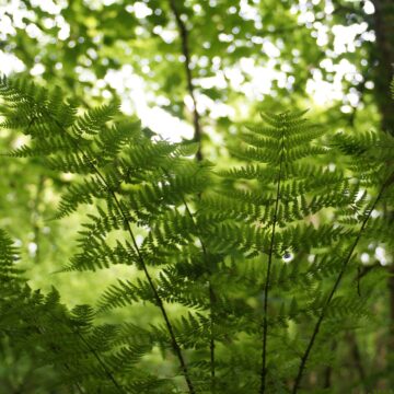 The Importance of Biodiversity Monitoring in Rural Areas￼