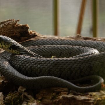 A Profile on Grass Snakes