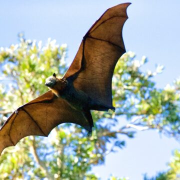 How to Conduct eDNA Surveys￼