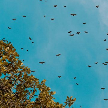 Bat Profile: The Pipistrelle Bat and Why We Need to Protect Them