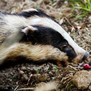 What is a Badger Survey & When is it Needed?