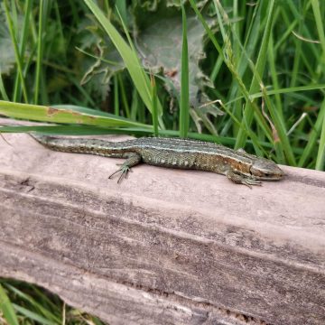 Great Crested Newt Surveys & Planning Permission