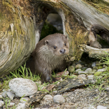 How to Protect UK Otters from Avian Flu