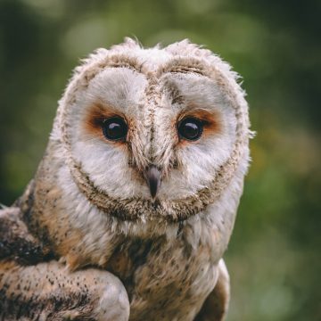 What Is A Barn Owl Survey And When Do You Need Them?