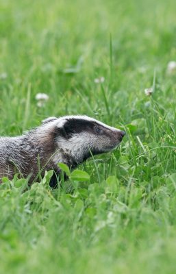 Protected Species Survey Calendar