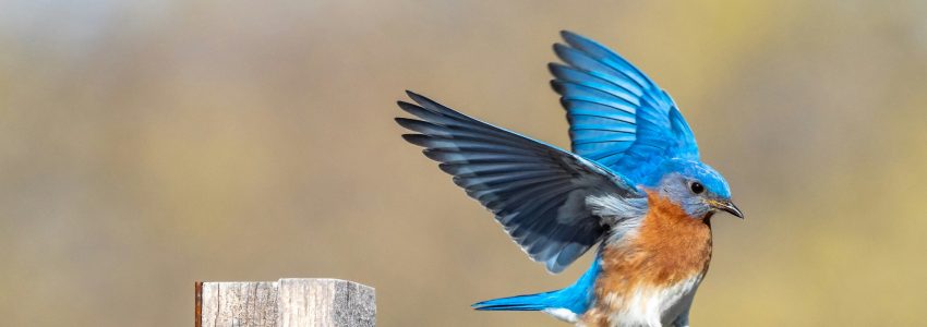 Bird Breeding Surveys