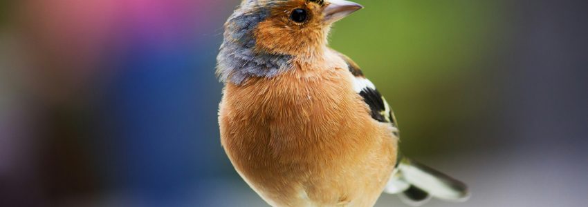 Bird Preliminary Ecological Appraisals (“PEA”)