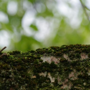 What’s Covered in a PEA Survey?