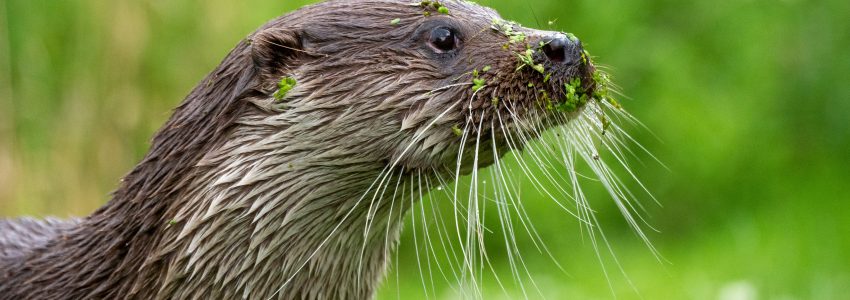 Mitigation & Enhancements