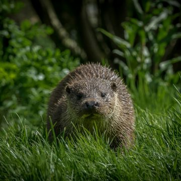 What Mammal Sightings Should I Record?