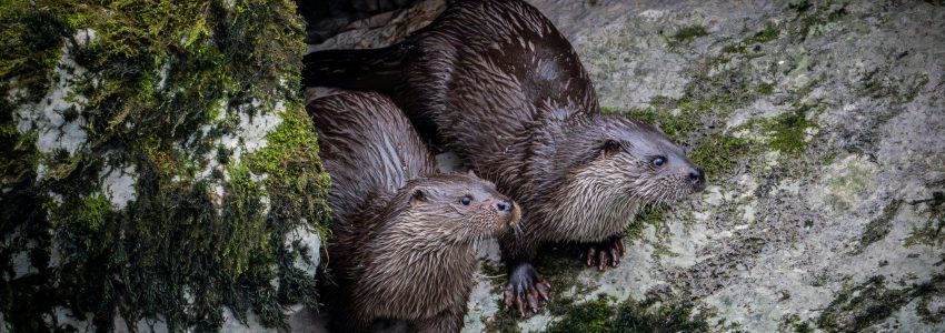 Presence/ Absence Otter Surveys