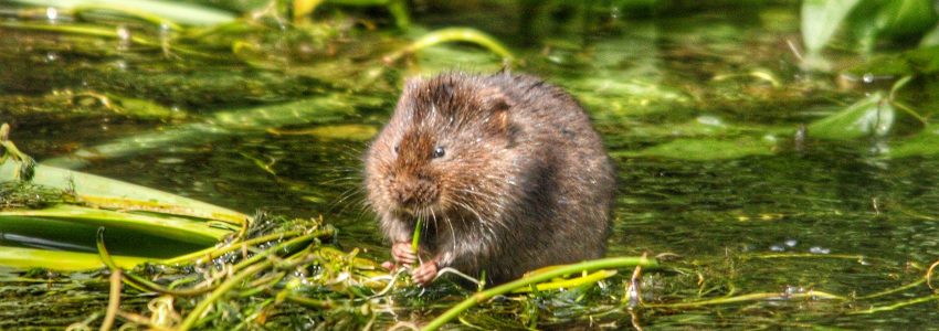 Preliminary Ecological Appraisal (“PEA”)