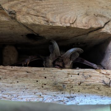 What is a Preliminary Roost Assessment?