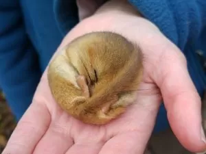 Dormouse Surveys