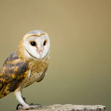 Bird Surveys | Protected Species Ecology Surveys 