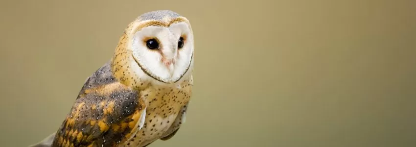 Bird Surveys