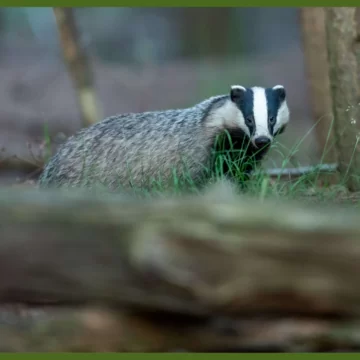 Badger Surveys | Protected Species Ecology Surveys 