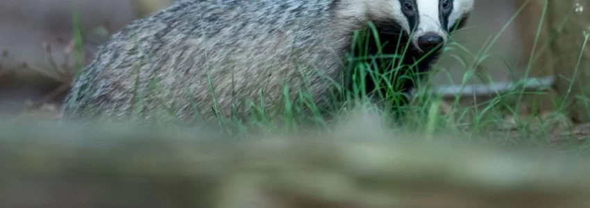 Badger Surveys