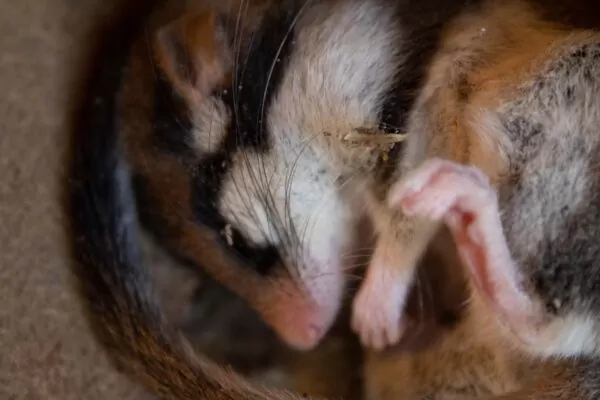 Dormice Surveys - Greenlight Environmental Consultancy Ltd.