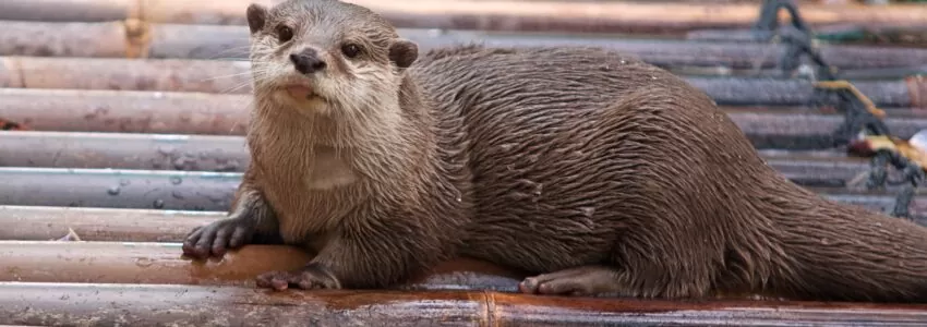 Otter Surveys
