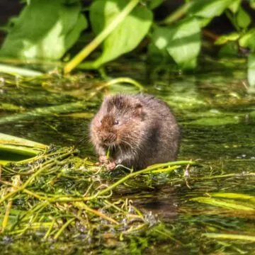 Water Vole Surveys | Protected Species Ecology Surveys 