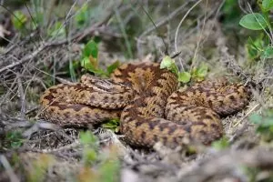 Reptile Surveys