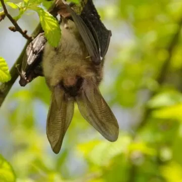 Bat Surveys | Protected Species Ecology Surveys 