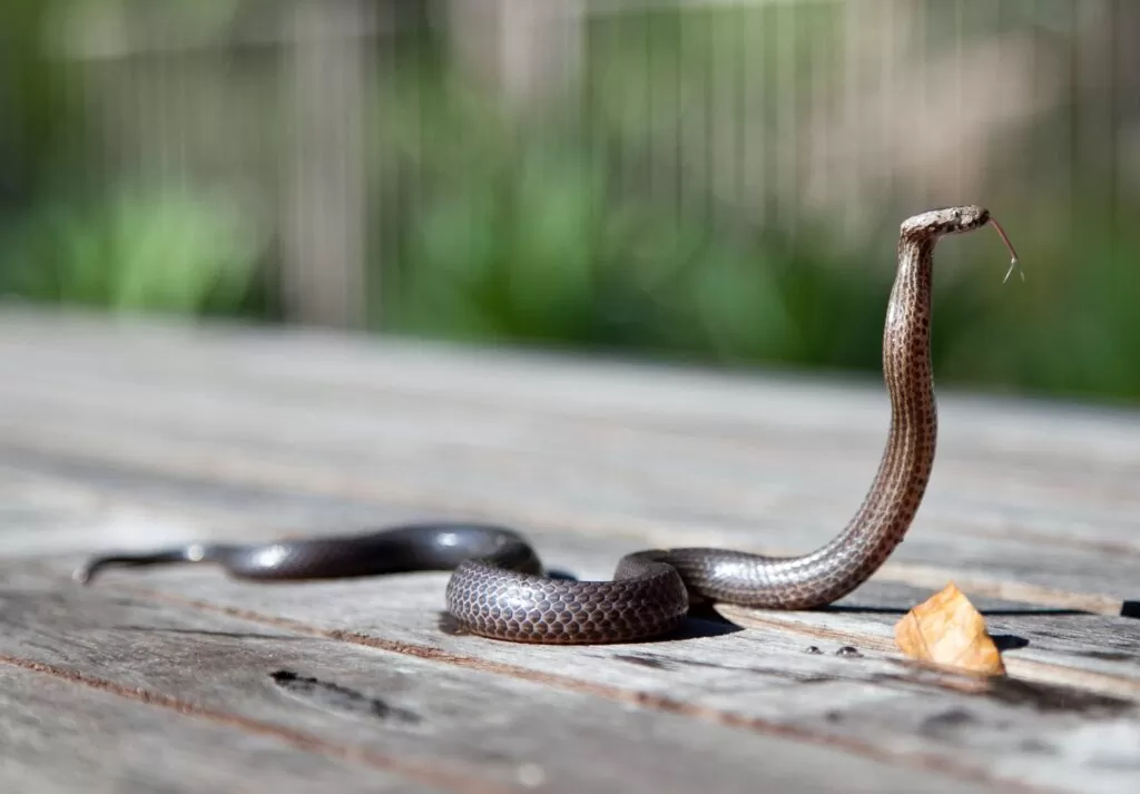 When Do I Need A Reptile Survey?