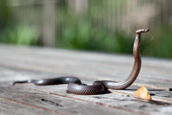 Reptile Surveys - Greenlight Environmental Consultancy Ltd.