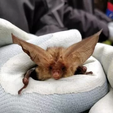 Why Are Bats a Protected Species?