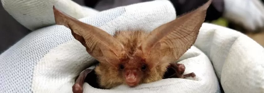 Bat Mitigation & Licences