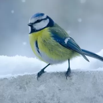 Why Are Wintering Bird Surveys Important?