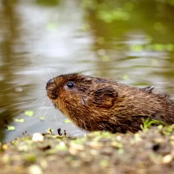 The Role of Water Voles as Ecosystem Engineers