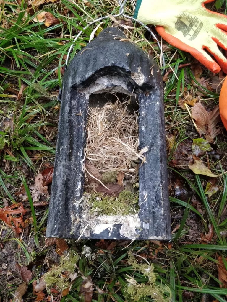 Why are Dormice Endangered? - Nests found in bat boxes by the Greenlight team