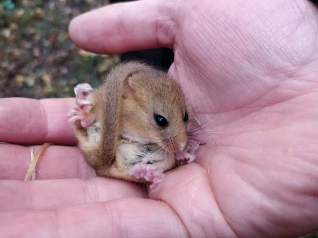 Why are Dormice Endangered?